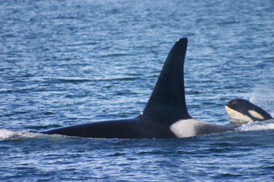 orca and calf in the san juan islands - sail the san juans