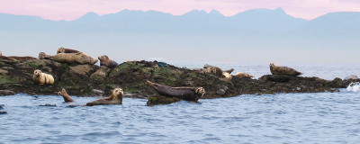 seals in the san juan islands