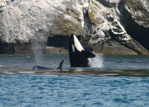 Orcas spy hop in San Juan Islands sailing charters