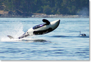 whales breach san juan island sailing charters