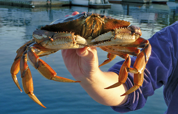 crabbing activities sail the san juans sailing charters