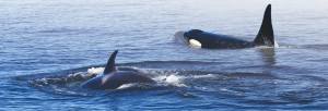 orcas in the san juan islands