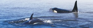 swimming orcas san juan islands sailing charters