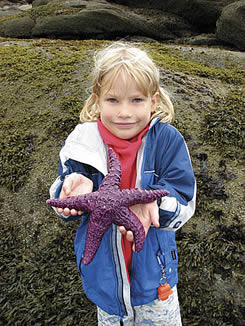 sea stars san juan island sailing tours from bellingham