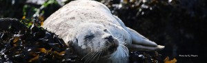 sleeping seal in san juan islands charters