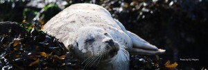 napping seal on the san juan islands sailing cruises