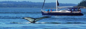 humpback whale san juan yacht charters