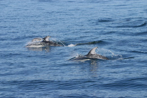 white sided dolphins on san juan islands tour