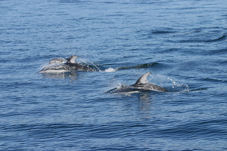 white sided dolphins on san juan islands crewed sailing tour