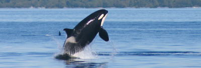 orcas in the san juan islands - san juan island wildlife