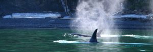 Orca Spray San Juan Islands Sailing Charters